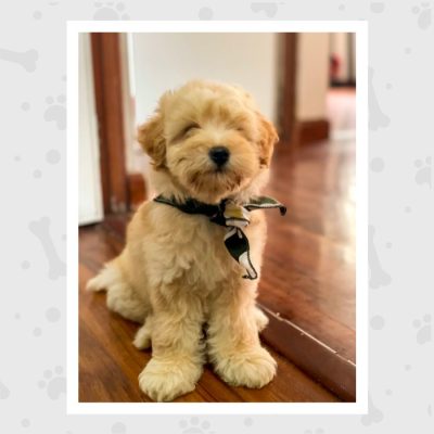 Venta de Cachorros en Bogotá
