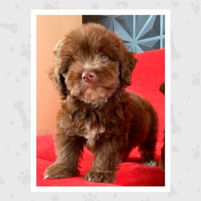Venta de Cachorros en Bogotá