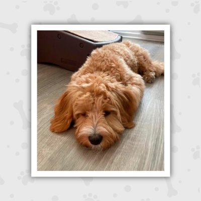 Venta de Cachorros en Bogotá