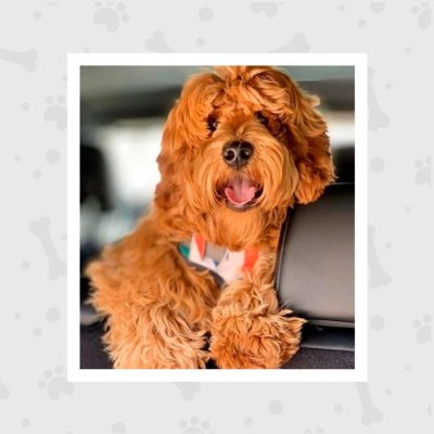 Venta de Cachorros en Bogotá