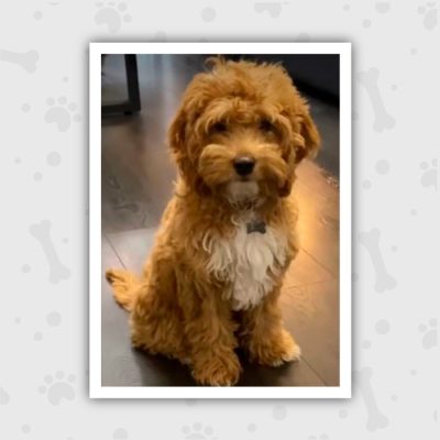 Venta de Cachorros en Bogotá