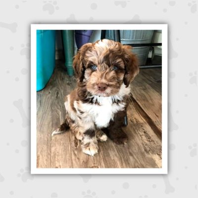 Venta de Cachorros en Bogotá