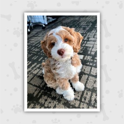 Venta de Cachorros en Bogotá