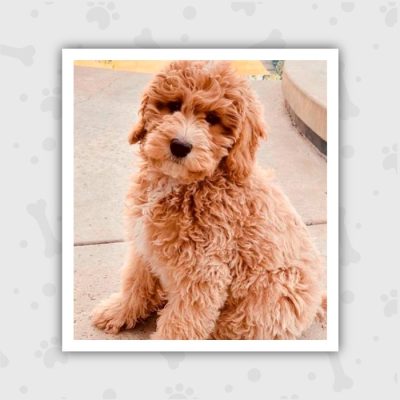 Venta de Cachorros en Bogotá