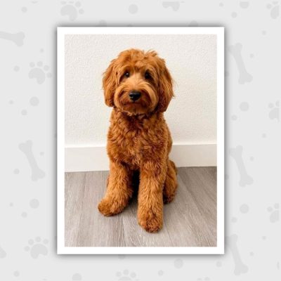 Venta de Cachorros en Bogotá