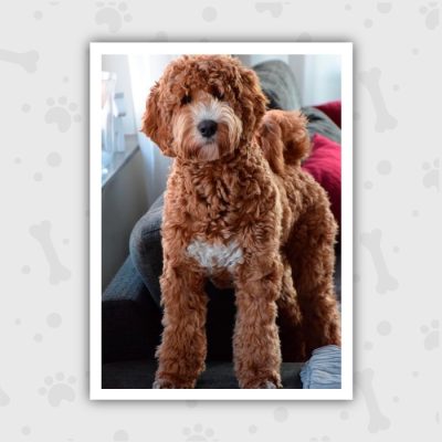 Venta de Cachorros en Bogotá