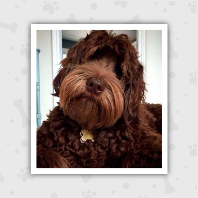 Venta de Cachorros en Bogotá