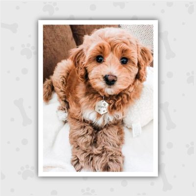 Venta de Cachorros en Bogotá