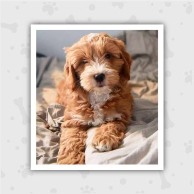 Venta de Cachorros en Bogotá