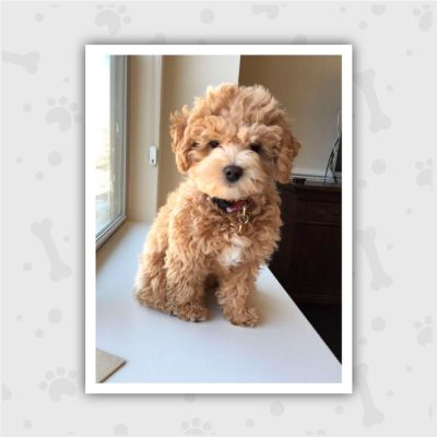 Venta de Cachorros en Bogotá