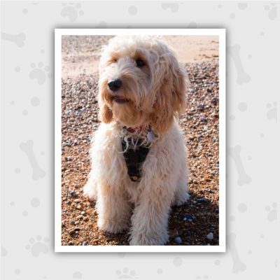 Venta de Cachorros en Bogotá