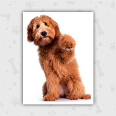 Venta de Cachorros en Bogotá