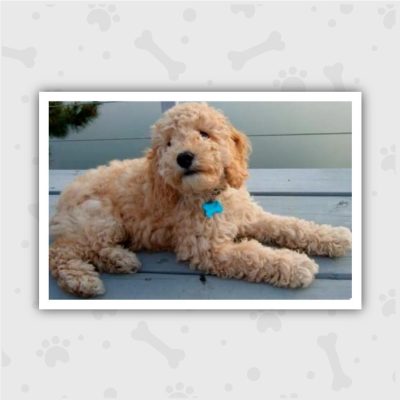 Venta de Cachorros en Bogotá