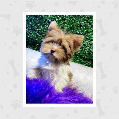 venta-de-cachorros-en-bogota-woof-woof-42-pemb8pty9fnmeqzp8xjquawmvm54dv3o7sbsj5qco0 (1)