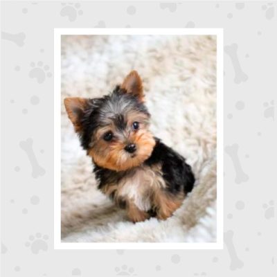 Venta de Cachorros en Bogotá