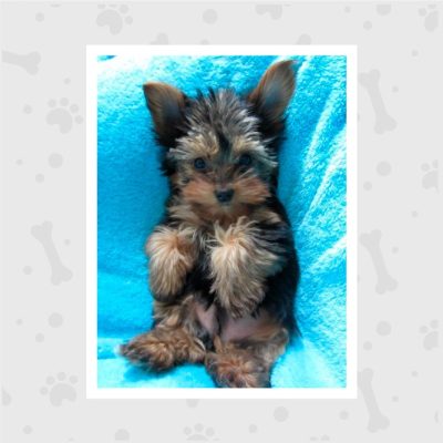 Venta de Cachorros en Bogotá