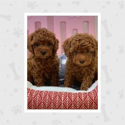 venta-de-cachorros-en-bogota-woof-woof-44-pemb8n0foxjrfx3spebv4tm93gj0qrsh7edc3buj6o (1)