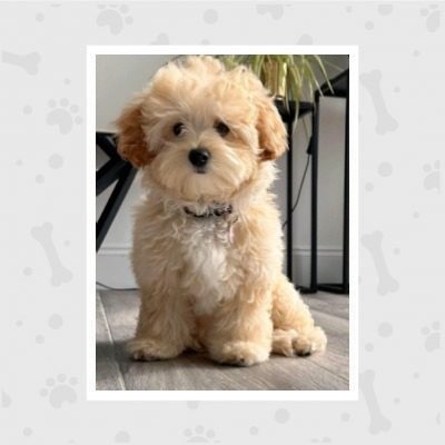 venta-de-cachorros-en-bogota-woof-woof-44-pemb8n0foxjrfx3spebv4tm93gj0qrsh7edc3buj6o-1-qfgd1o74v81lqdbibcxuefk4mlxypwyrqravny9v34 (2)