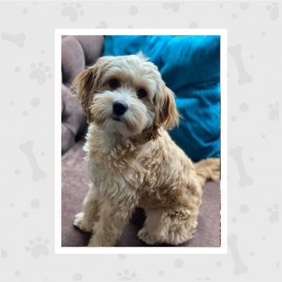 venta-de-cachorros-en-bogota-woof-woof-44-pemb8n0foxjrfx3spebv4tm93gj0qrsh7edc3buj6o-1-qfgd1o74v81lqdbibcxuefk4mlxypwyrqravny9v34 (3)