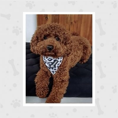 venta-de-cachorros-en-bogota-woof-woof-44-pemb8n0foxjrfx3spebv4tm93gj0qrsh7edc3buj6o (2)