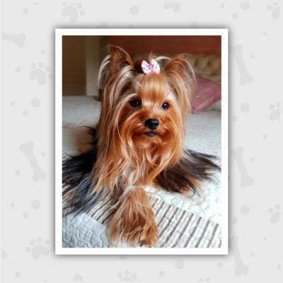 Venta de Cachorros en Bogotá