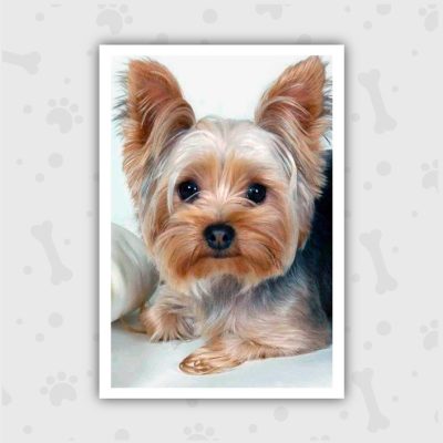 Venta de Cachorros en Bogotá