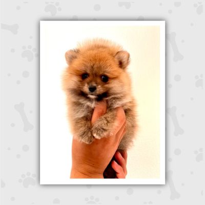 Venta de Cachorros en Bogotá