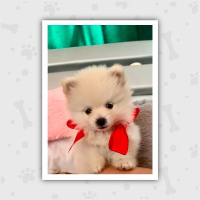 Venta de Cachorros en Bogotá