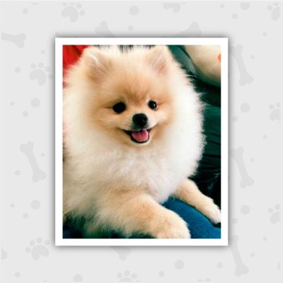 Venta de Cachorros en Bogotá