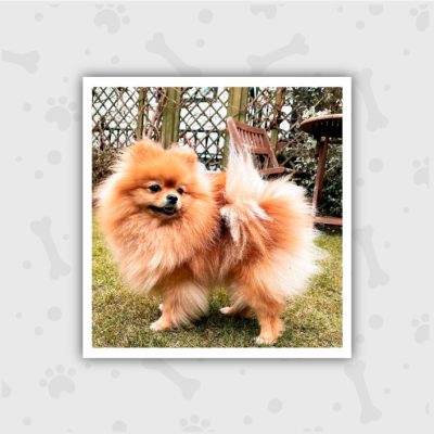 Venta de Cachorros en Bogotá
