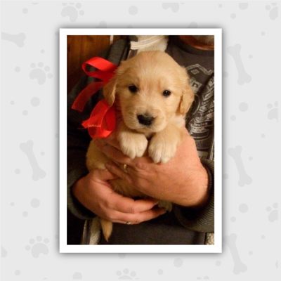 Venta de Cachorros en Bogotá