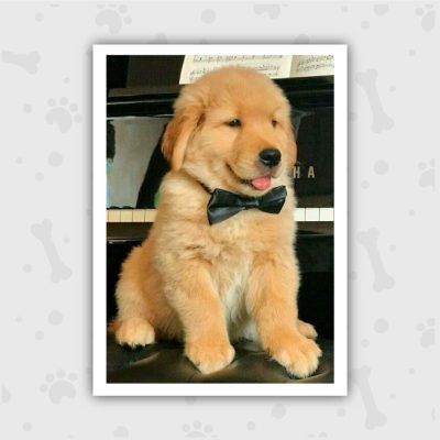 Venta de Cachorros en Bogotá