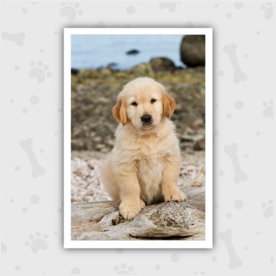 Venta de Cachorros en Bogotá