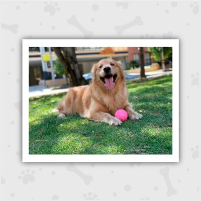 Venta de Cachorros en Bogotá