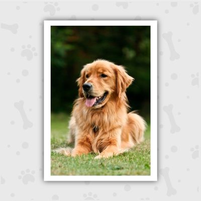 Venta de Cachorros en Bogotá