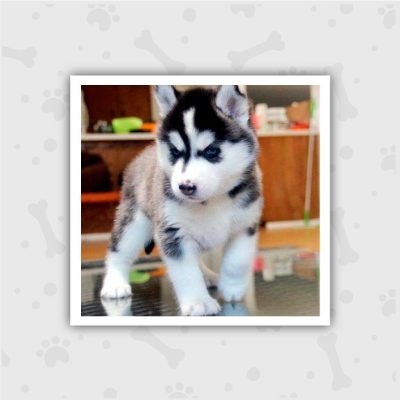 Venta de Cachorros en Bogotá