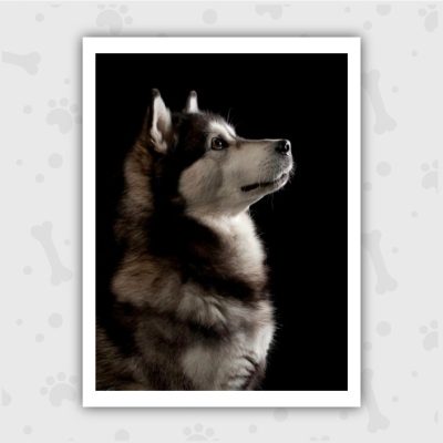 Venta de Cachorros en Bogotá