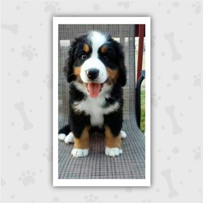 Venta de Cachorros en Bogotá