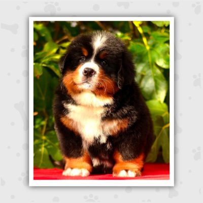 Venta de Cachorros en Bogotá