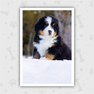 Venta de Cachorros en Bogotá