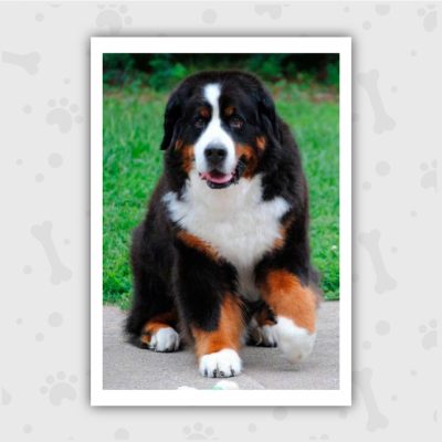 Venta de Cachorros en Bogotá