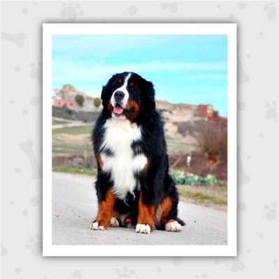 Venta de Cachorros en Bogotá