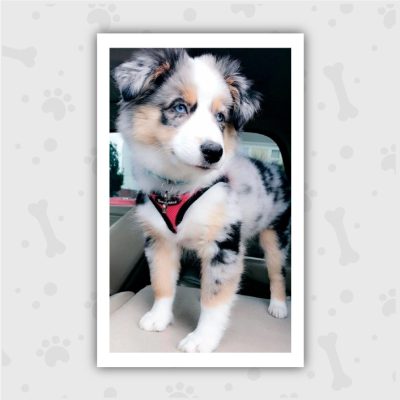 Venta de Cachorros en Bogotá