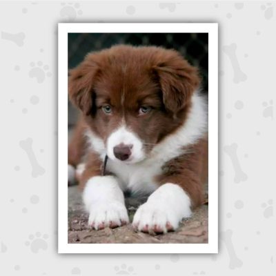 Venta de Cachorros en Bogotá