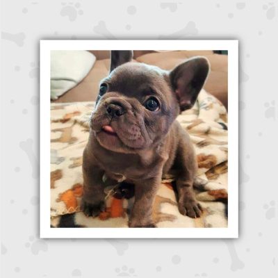 Venta de Cachorros en Bogotá