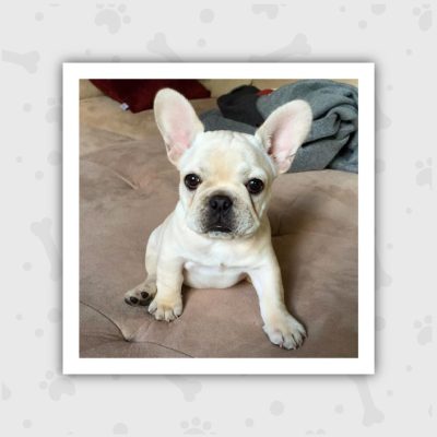 Venta de Cachorros en Bogotá