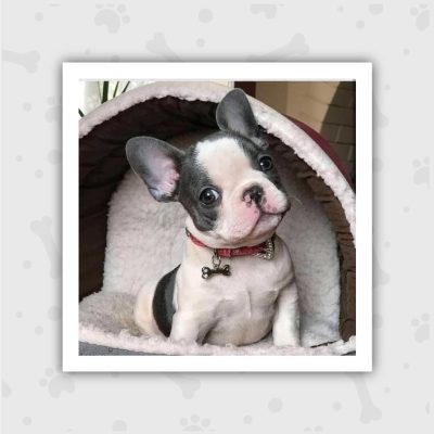 Venta de Cachorros en Bogotá