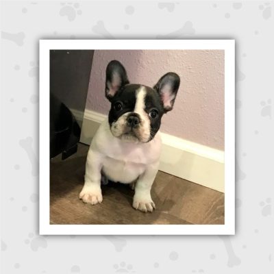 Venta de Cachorros en Bogotá