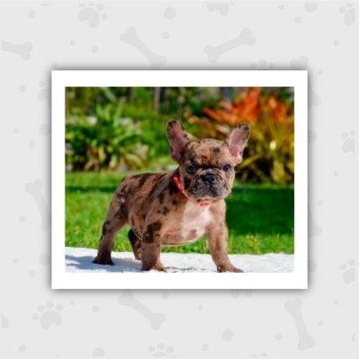 Venta de Cachorros en Bogotá