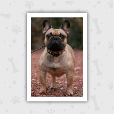 Venta de Cachorros en Bogotá